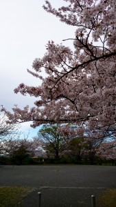 彩湖の桜